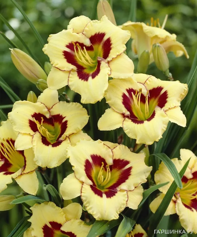 Лилейник Эль Десперадо