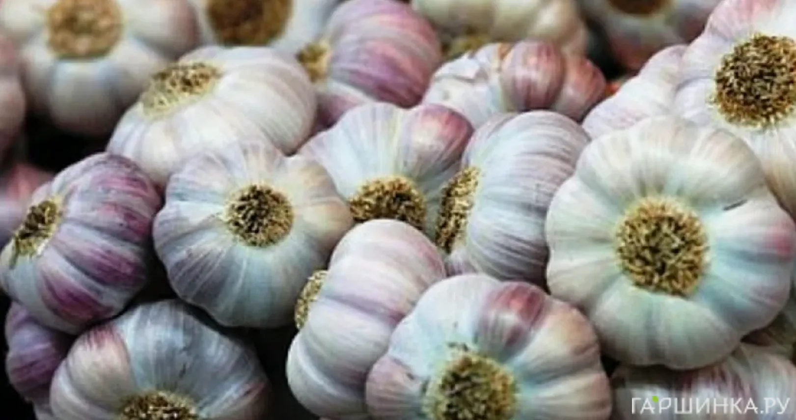 Чеснок озимый сорт Любаша 0.5кг