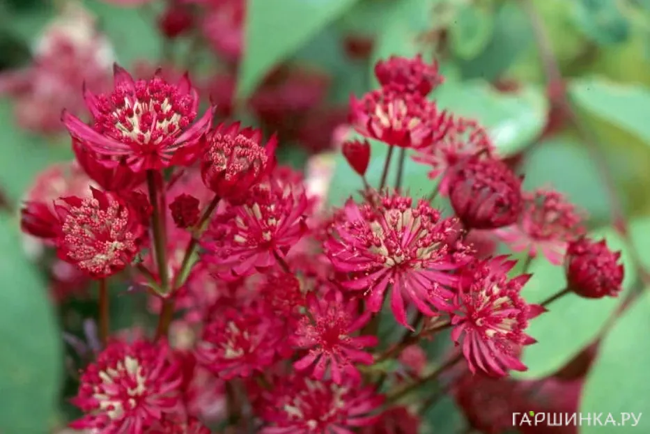 Астранция Кларет крупная