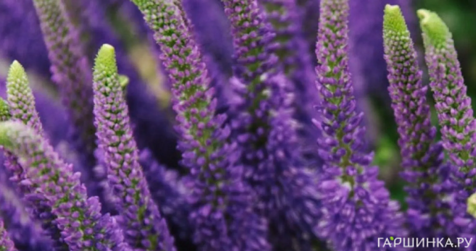 Вероника Пацифик Океан