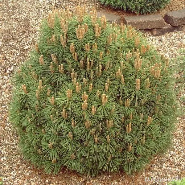 Сосна горная Гнездо
