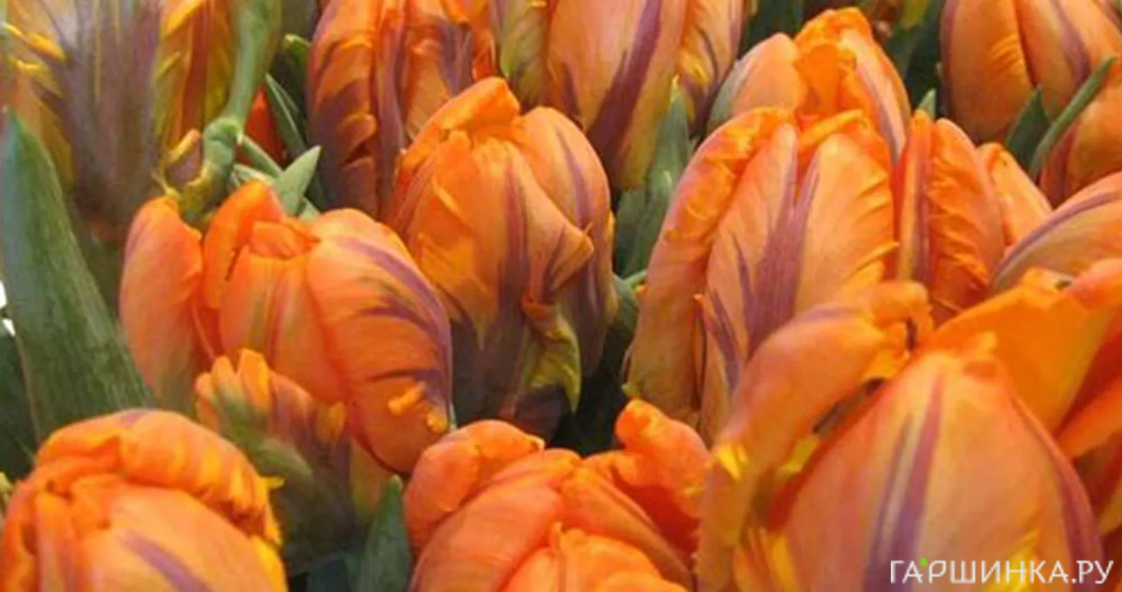 Тюльпан Оранж Рококо попугайный 5шт/уп