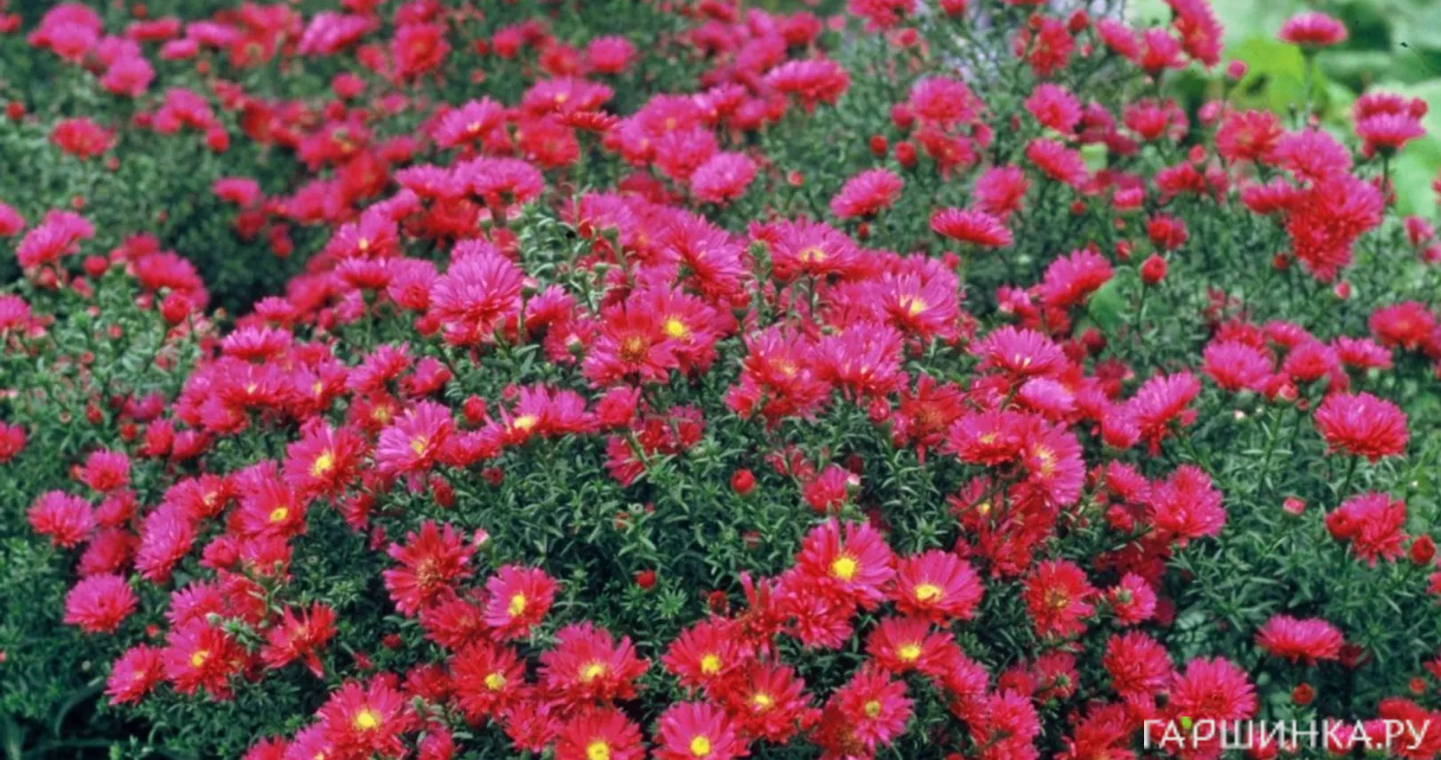 Астра новобельгийская Уинстон Черчиль