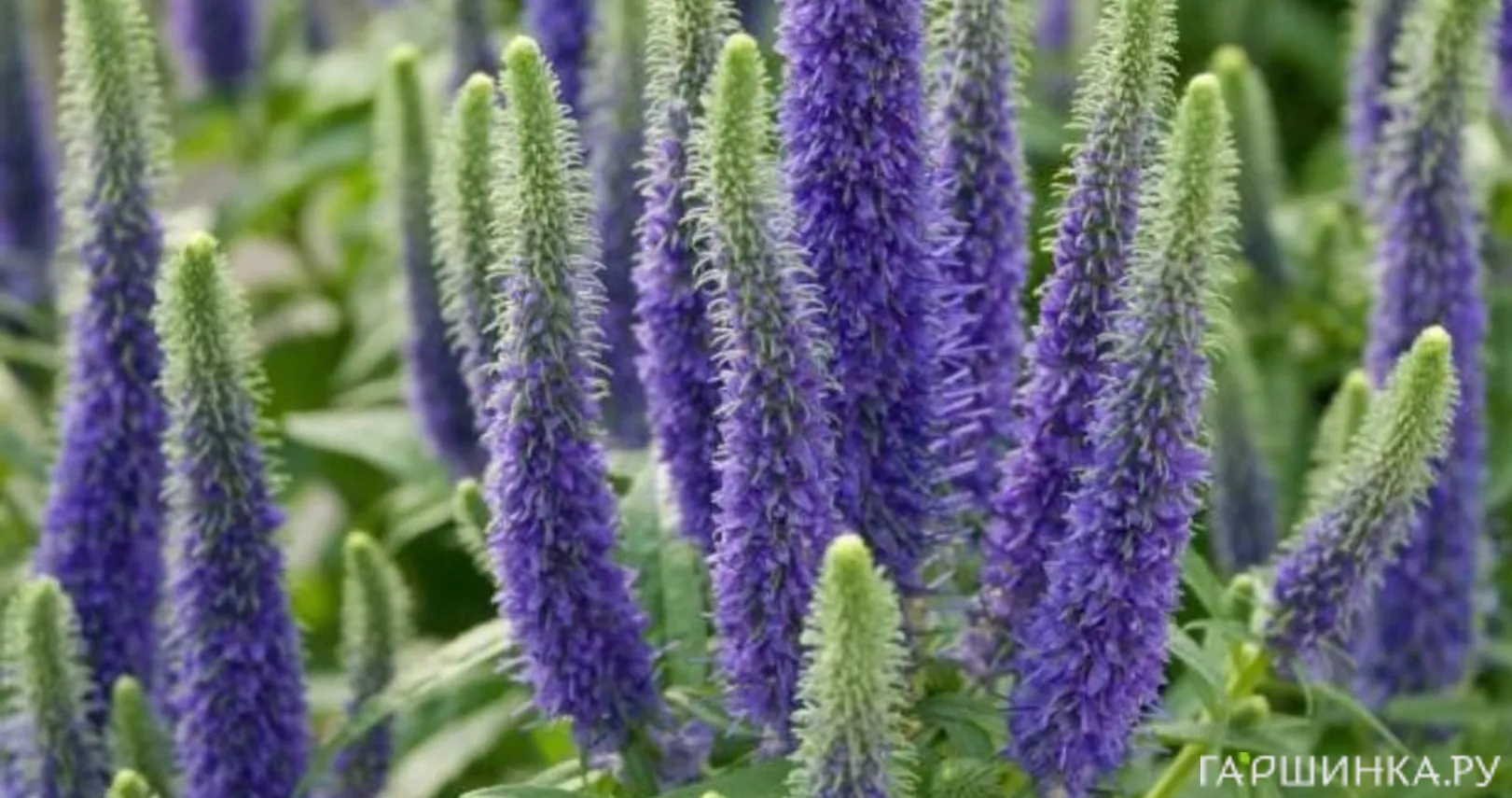 Вероника колосковая Санни Бордэр Блу