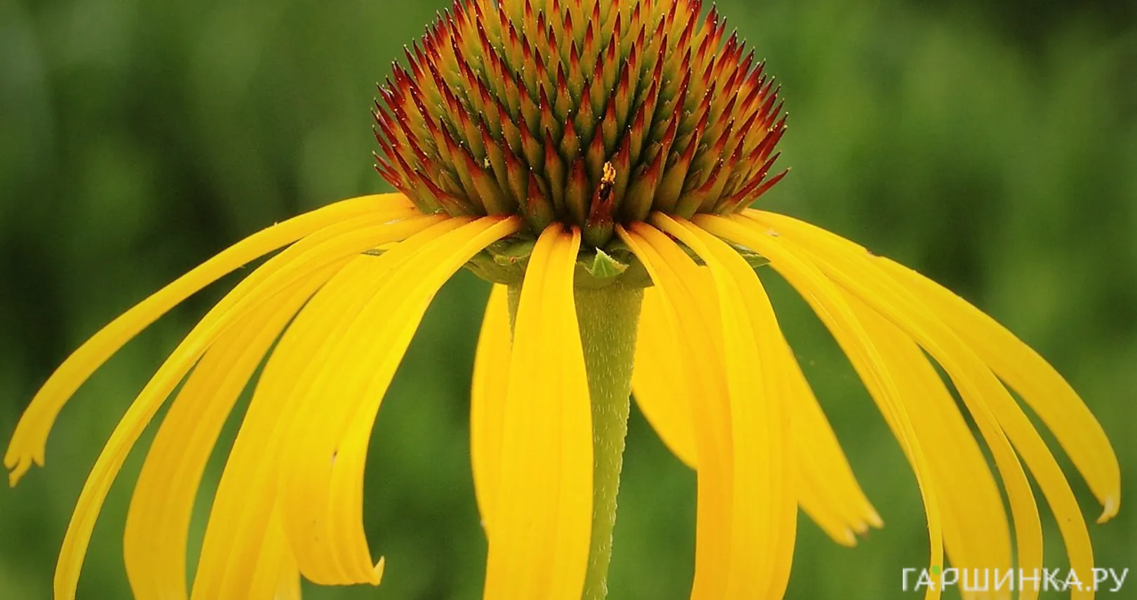 Эхинацея странная