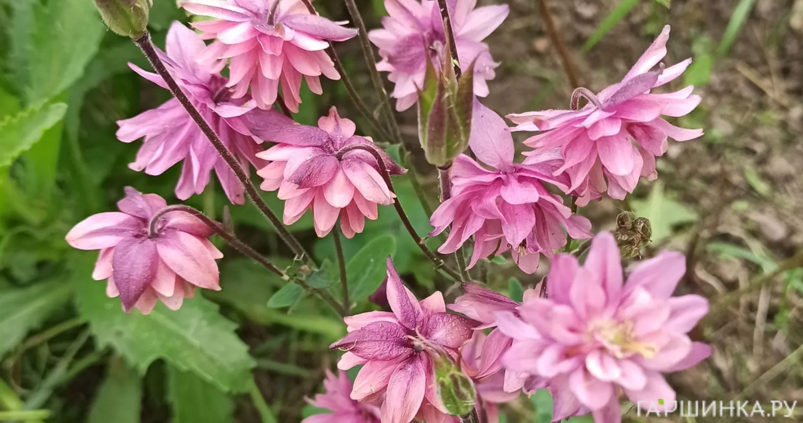 Аквилегия Роуз Барлоу