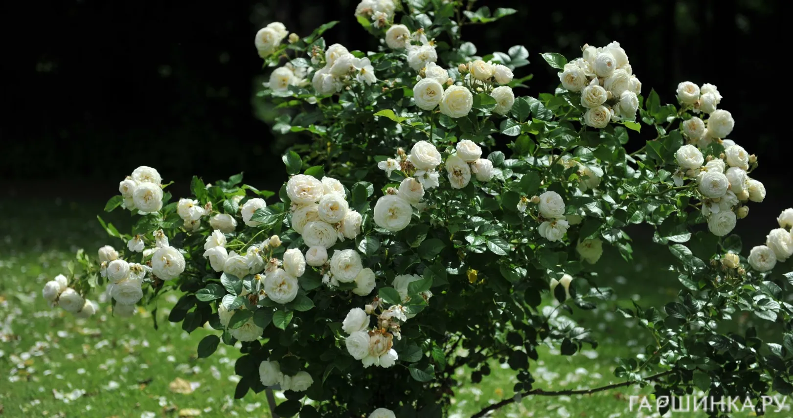 Роза Артемис шраб