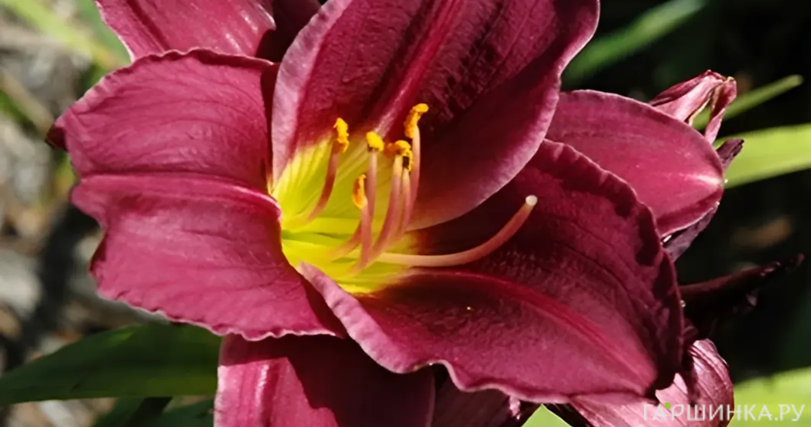 Лилейник Грэйп Велвет