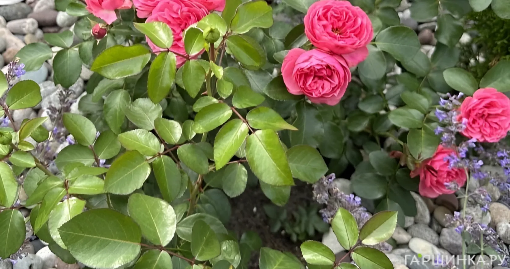 Роза Леонардо да Винчи, Мейян (лиц)