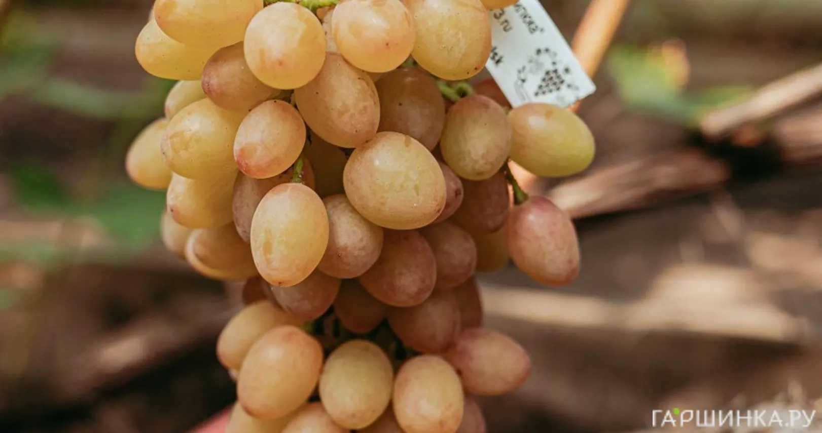 Виноград Кишмиш Лучистый