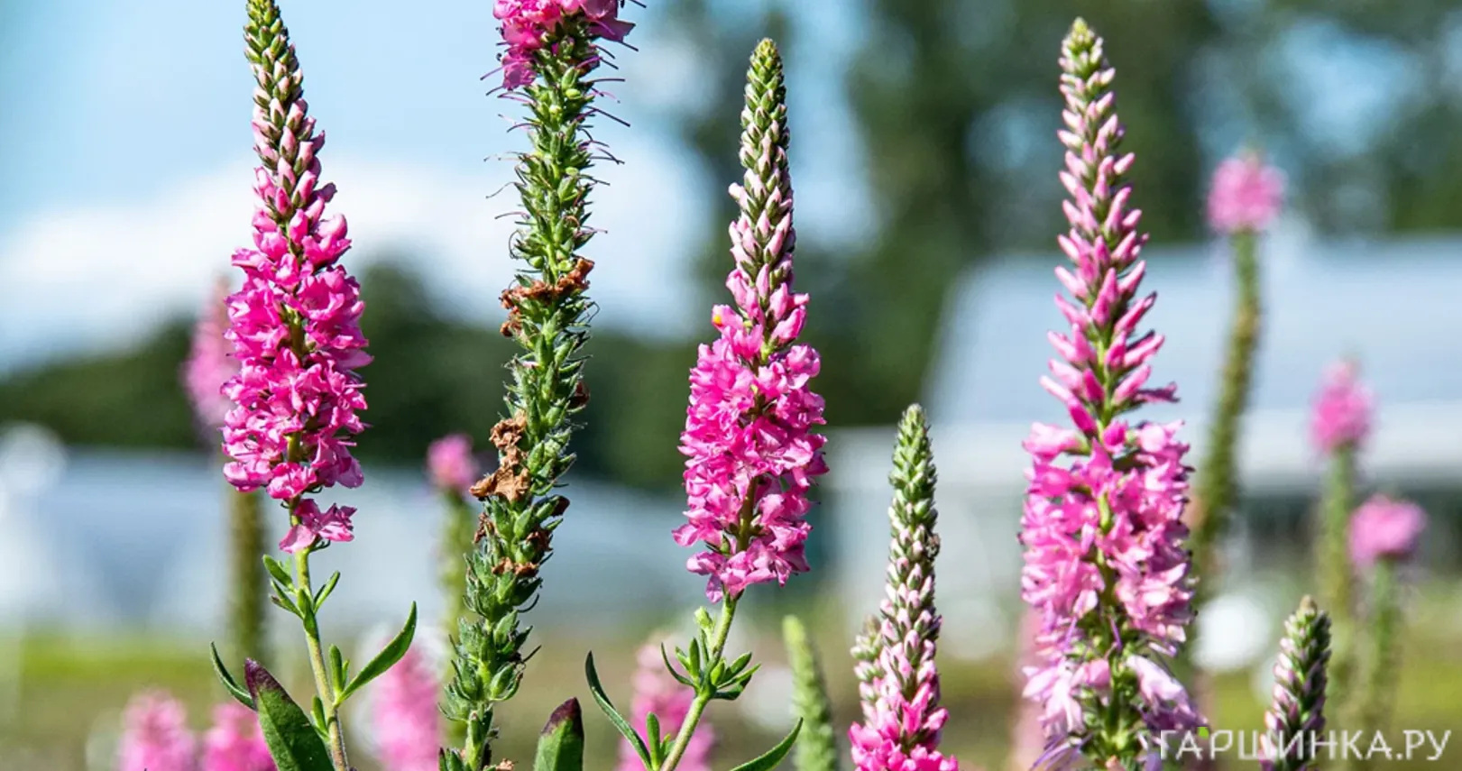 Вероника Роза Цверг колосковая