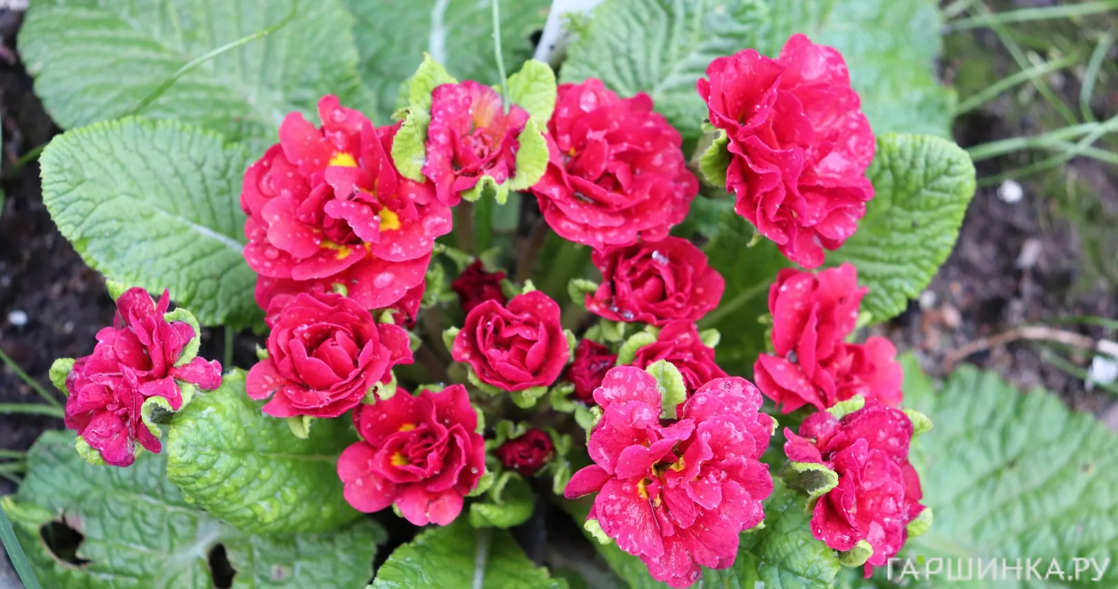 Примула Беларина Кармен