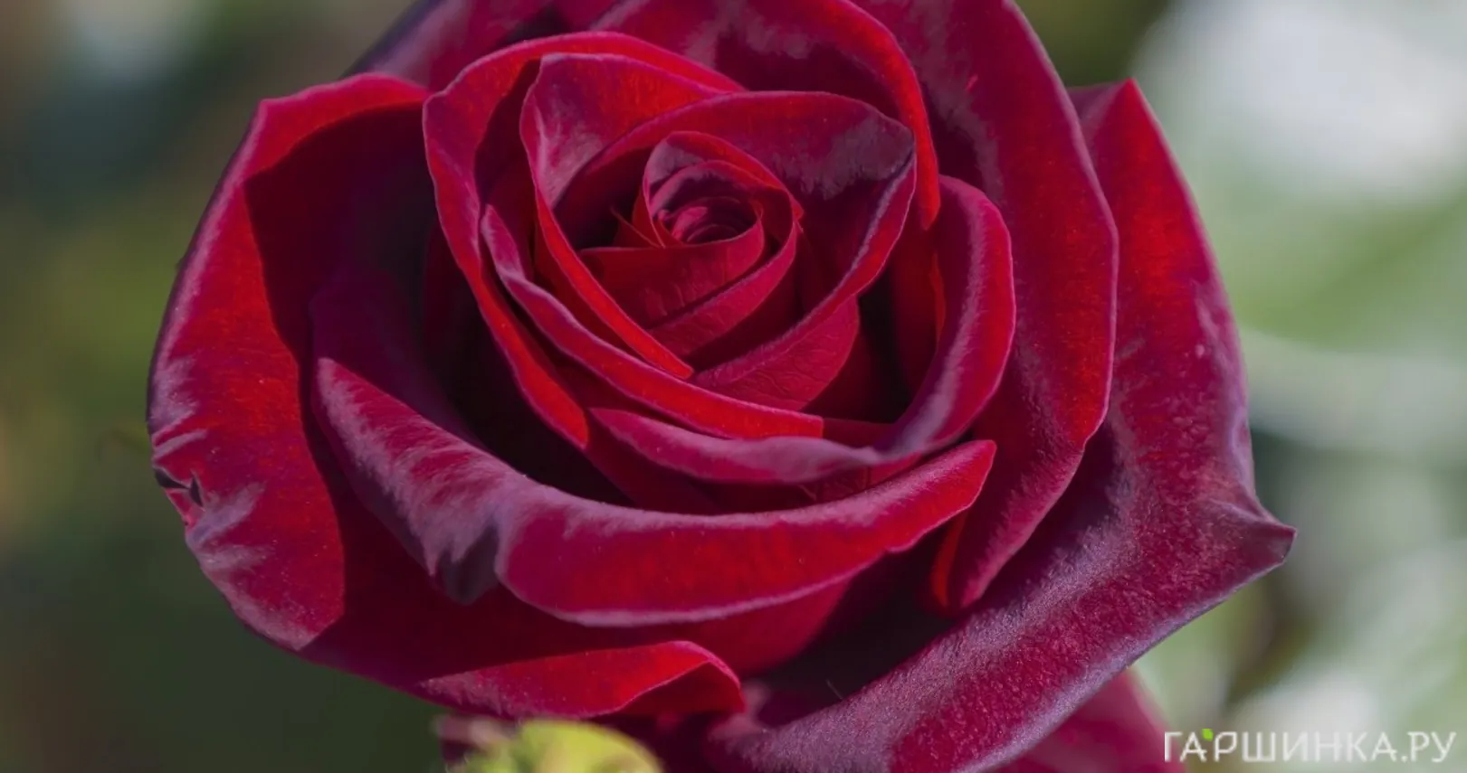 Роза Блэк Меджик чайно-гибридная, Топалович (лиц)