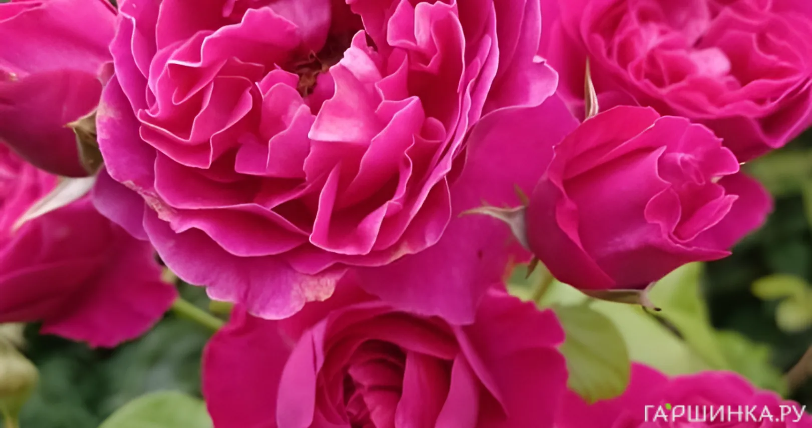 Роза Хайди Клум, Тантау (лиц)