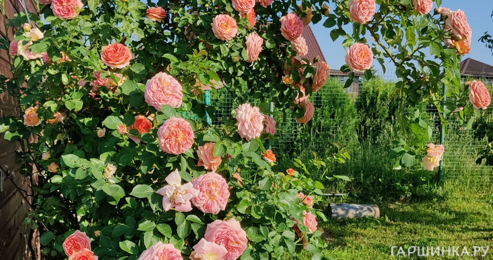 Роза Хендель плетистая, Imperial Rose