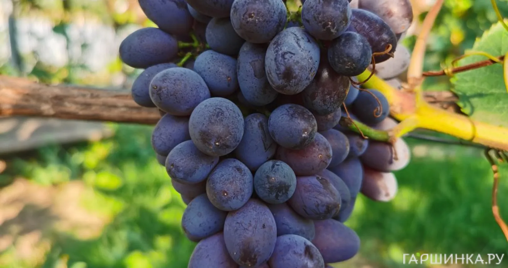 Виноград Кишмиш Юпитер бессемянный ранний