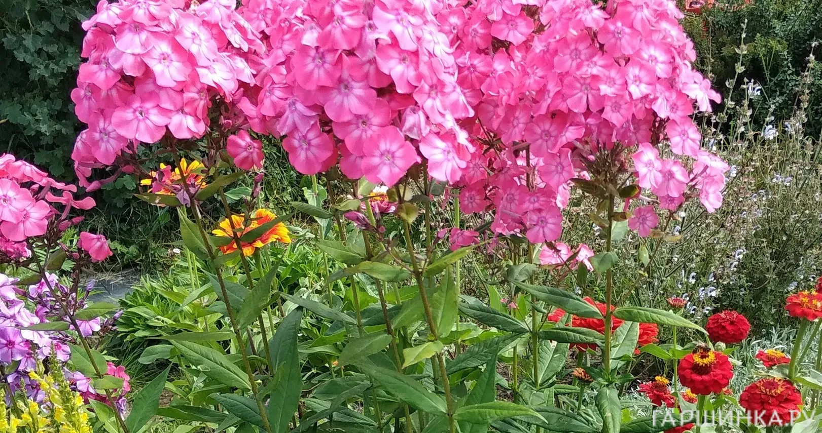 Флокс Земляничное суфле