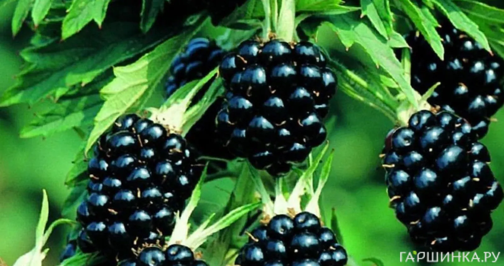 Ежевика Торнлесс Эвергрин