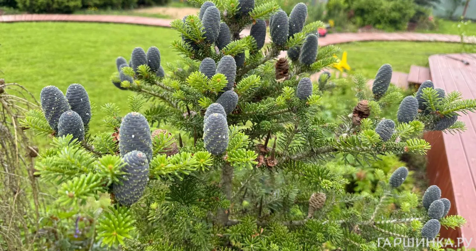 Пихта корейская