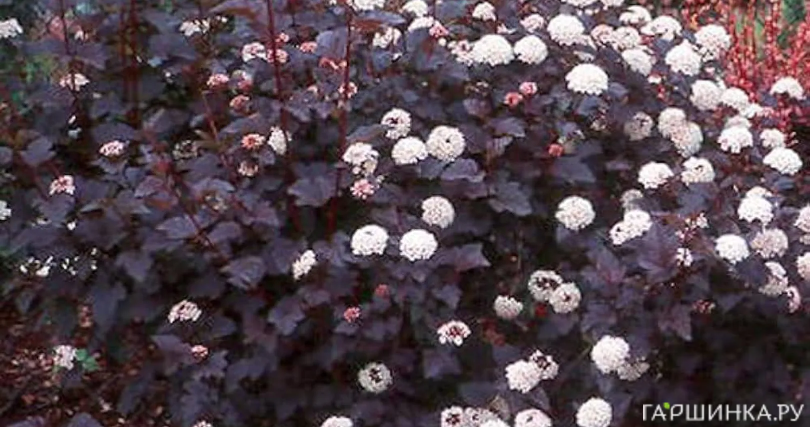 Пузыреплодник Диабло