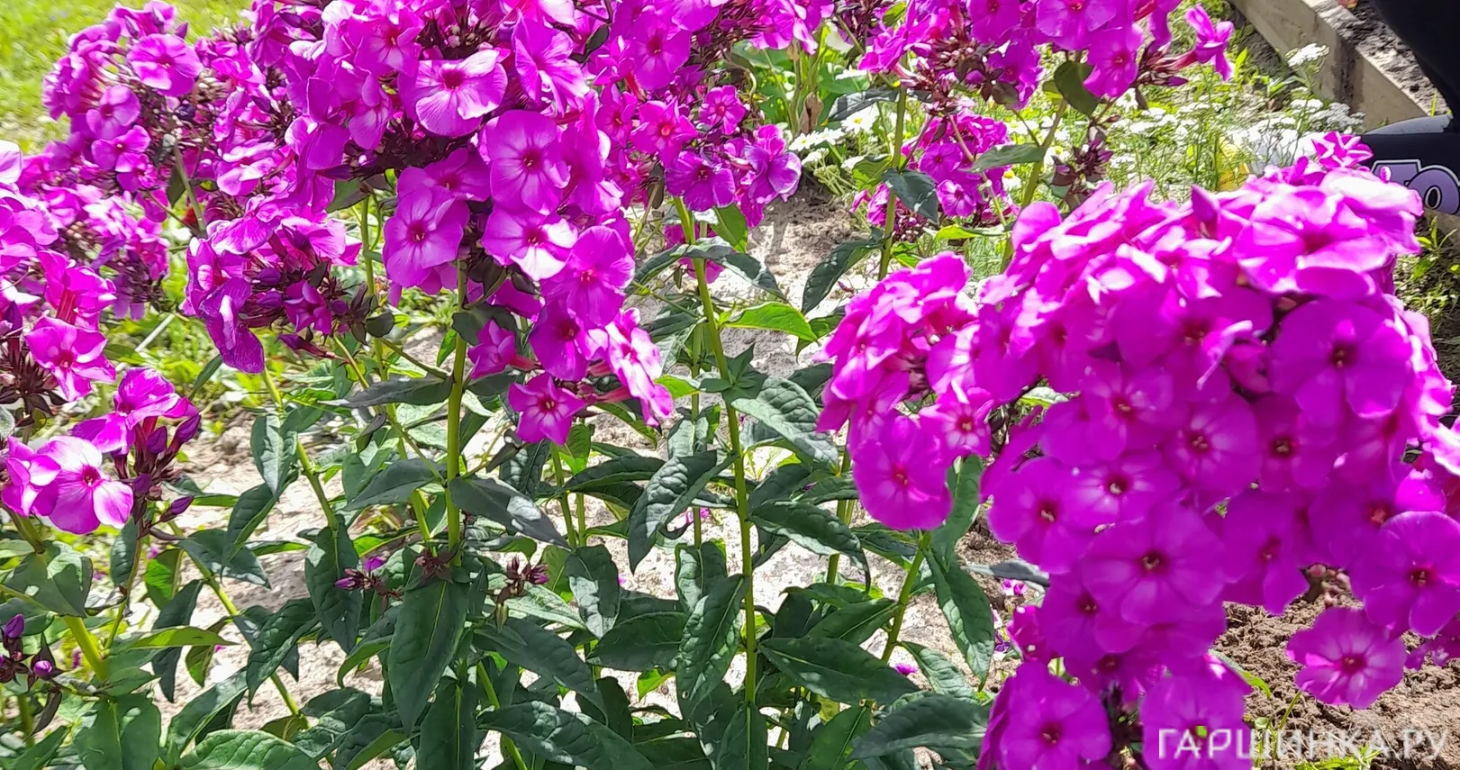 Флокс Аметистовый