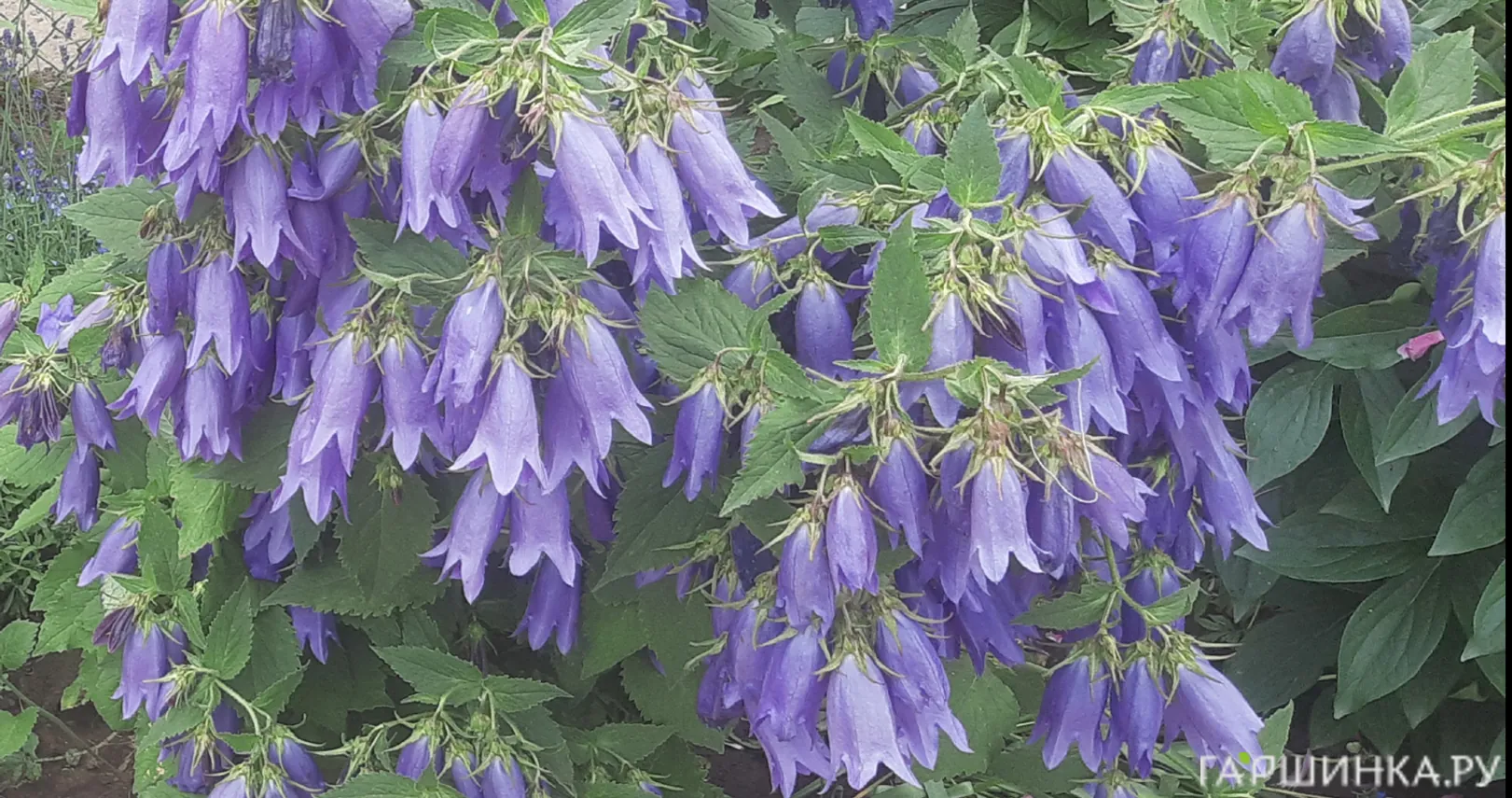 Колокольчик Сарастро