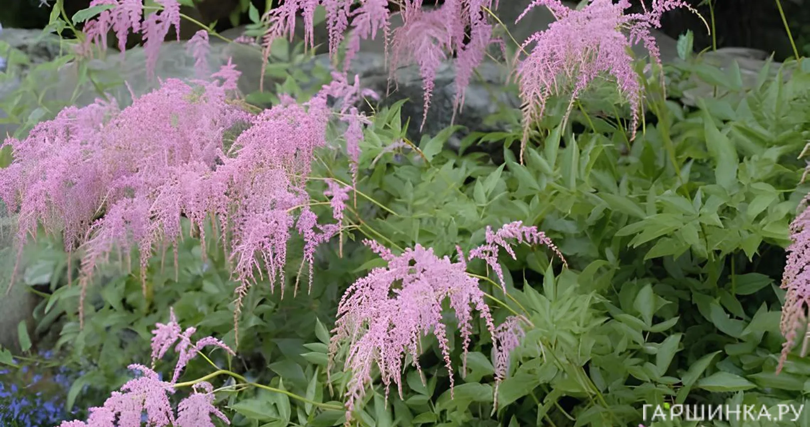 Астильба Тунберга Страуссенфедер