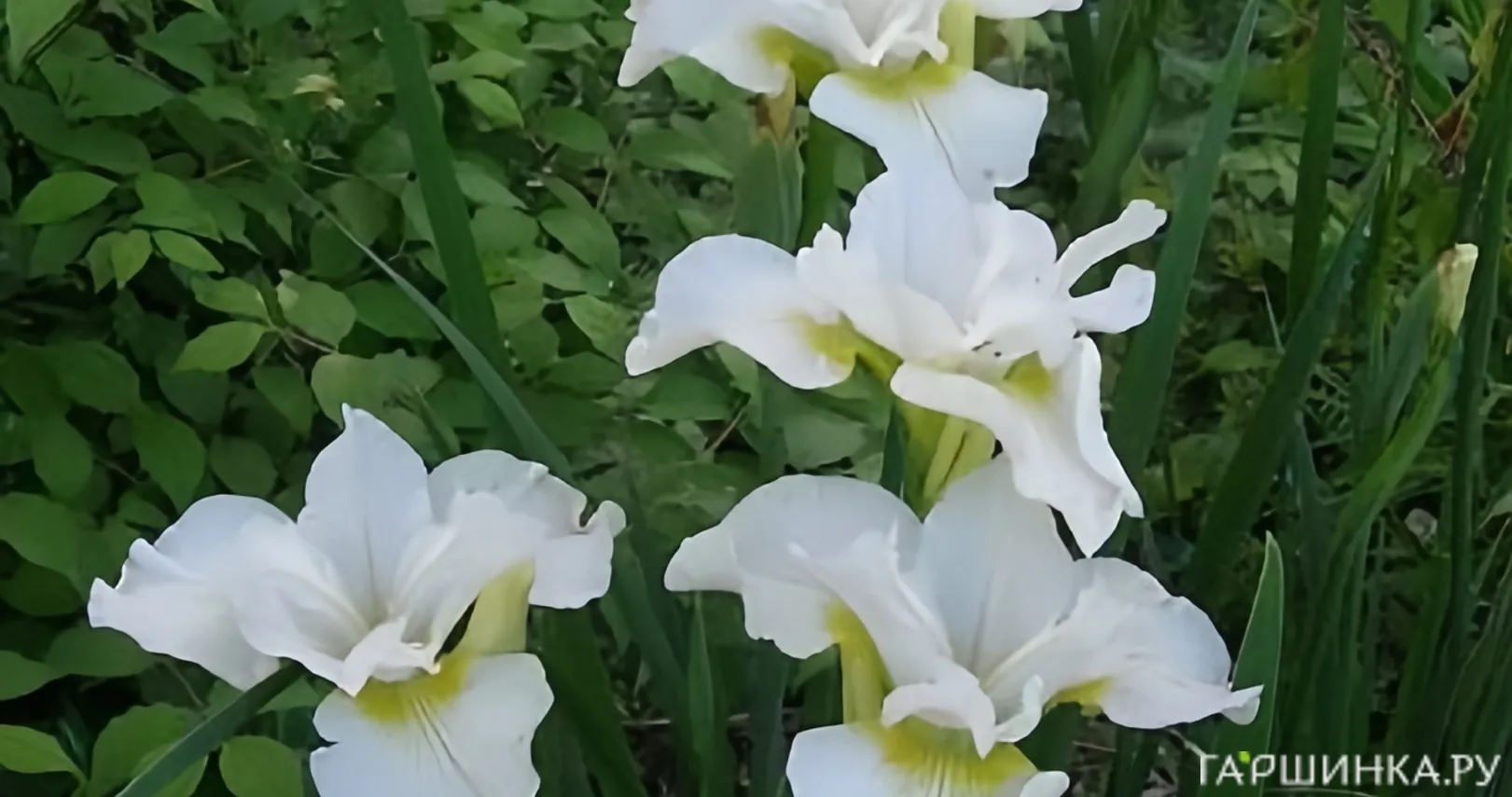 Ирис сибирский Харпсвелл Хэпинес