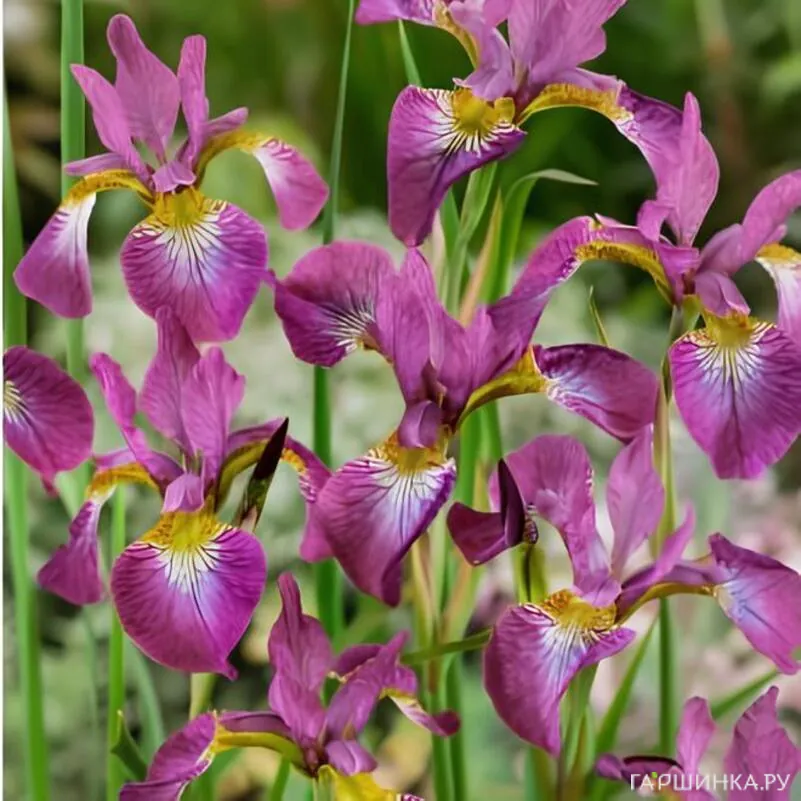 Ирис сибирский Спарклин Роуз