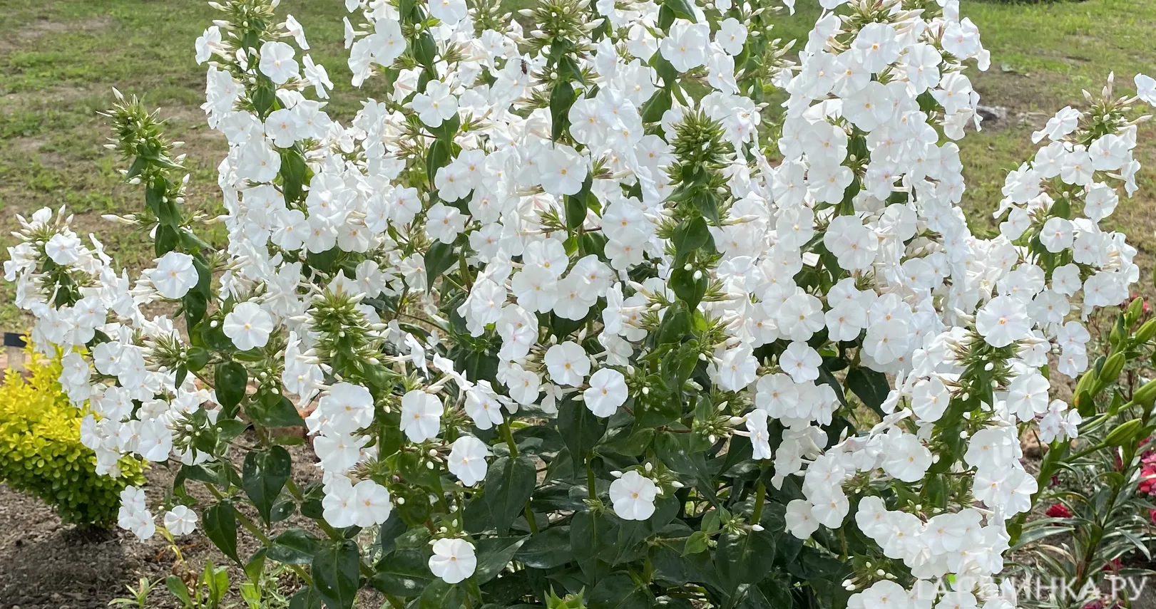 Флокс Вайт Адмирал метельчатый
