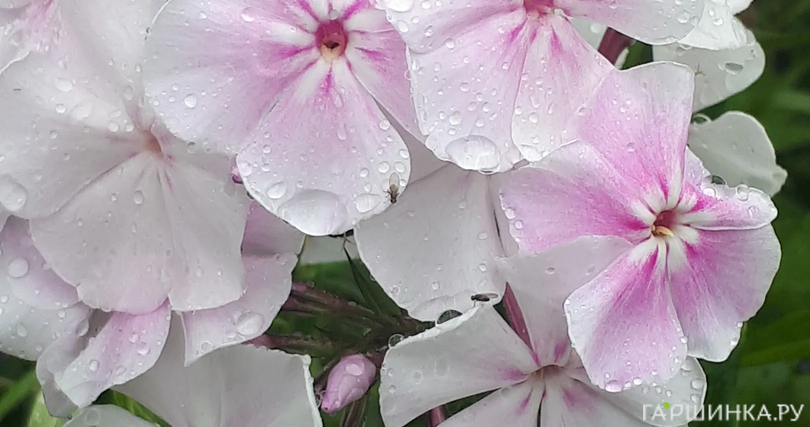 Флокс Зимнее утро