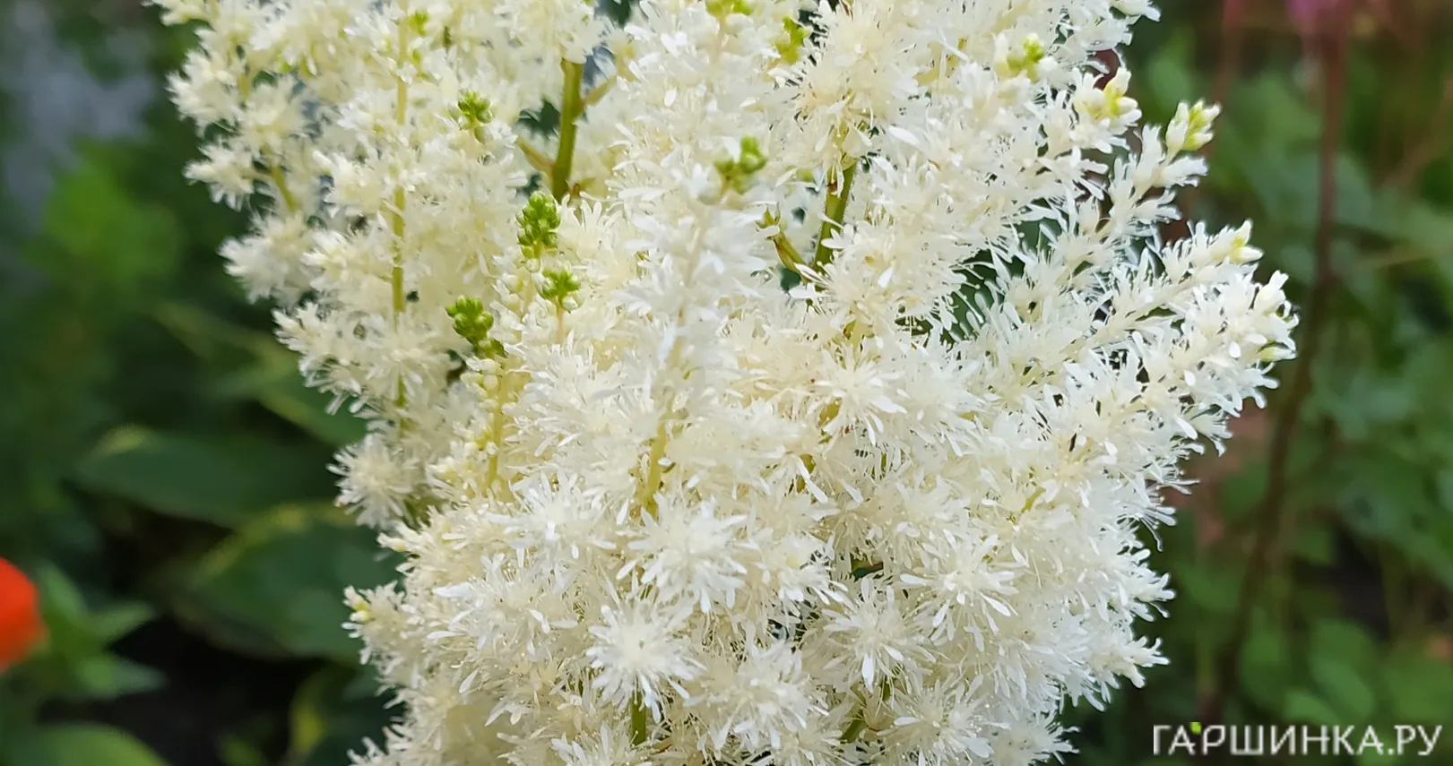 Астильба Арендса Диамант