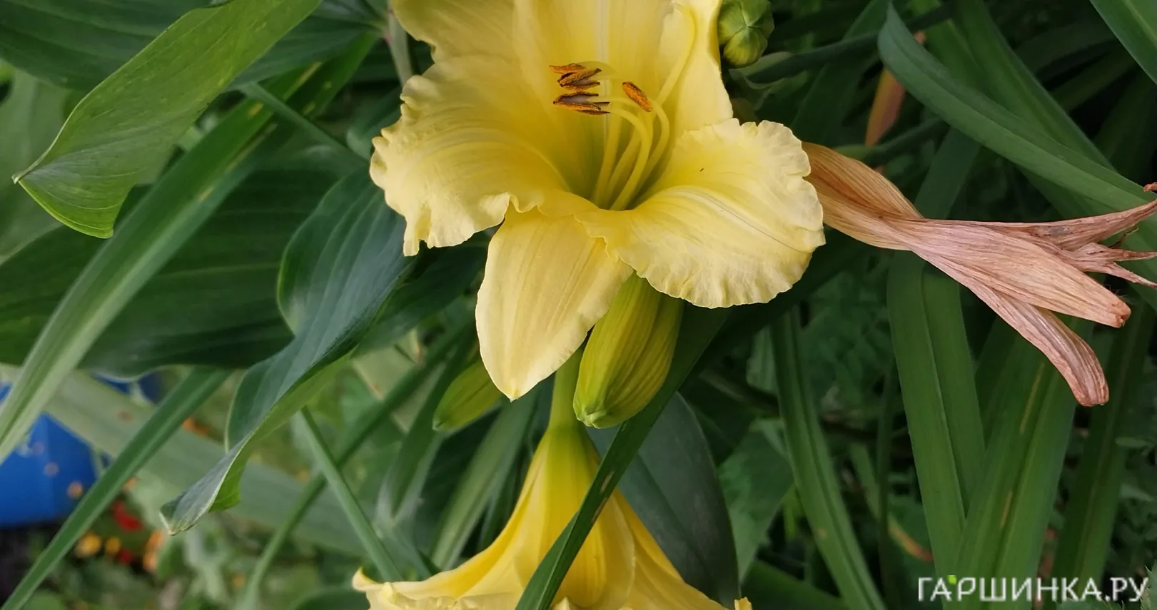 Лилейник Биг Тайм Хэппи