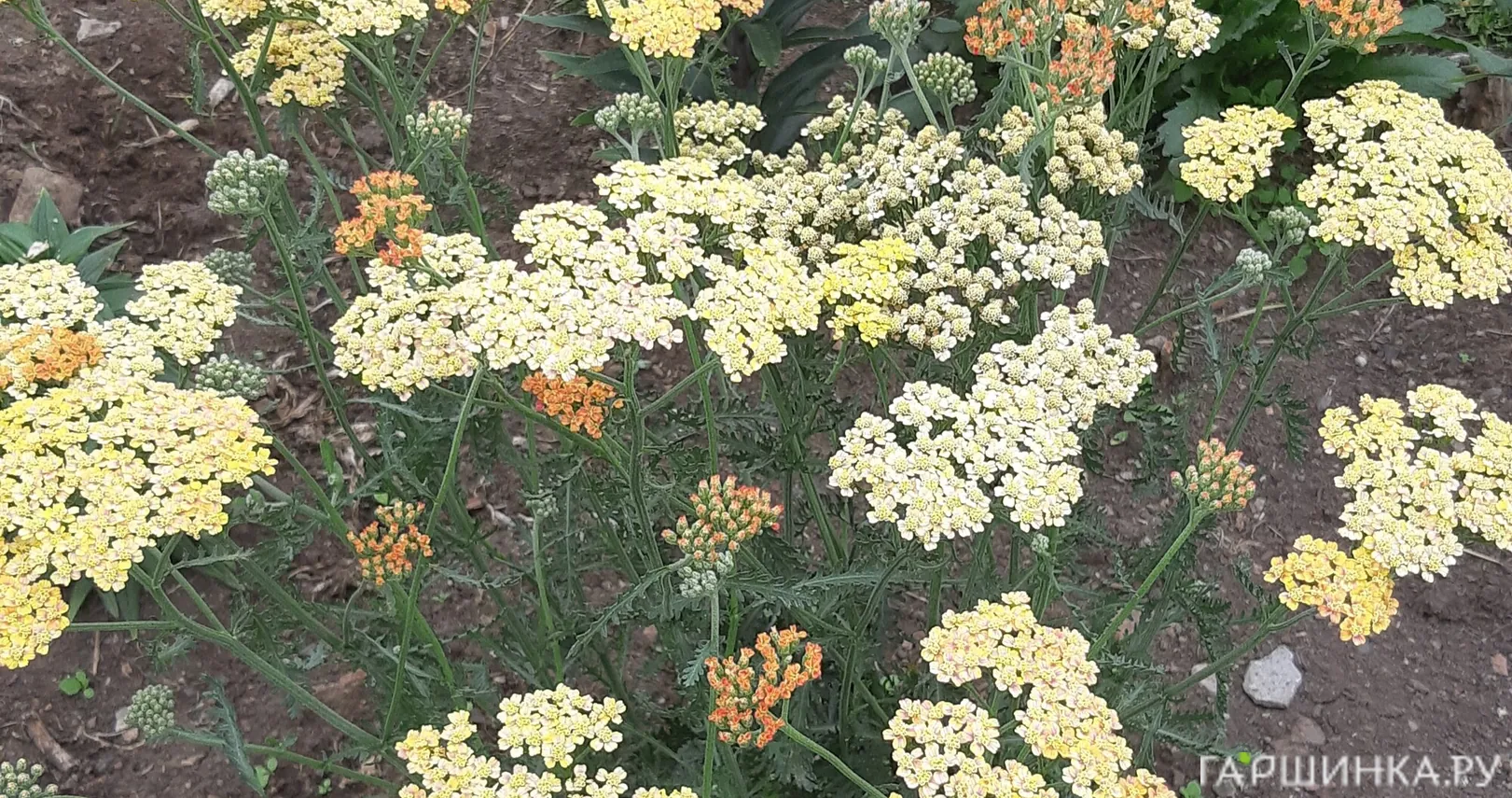 Тысячелистник Триколор