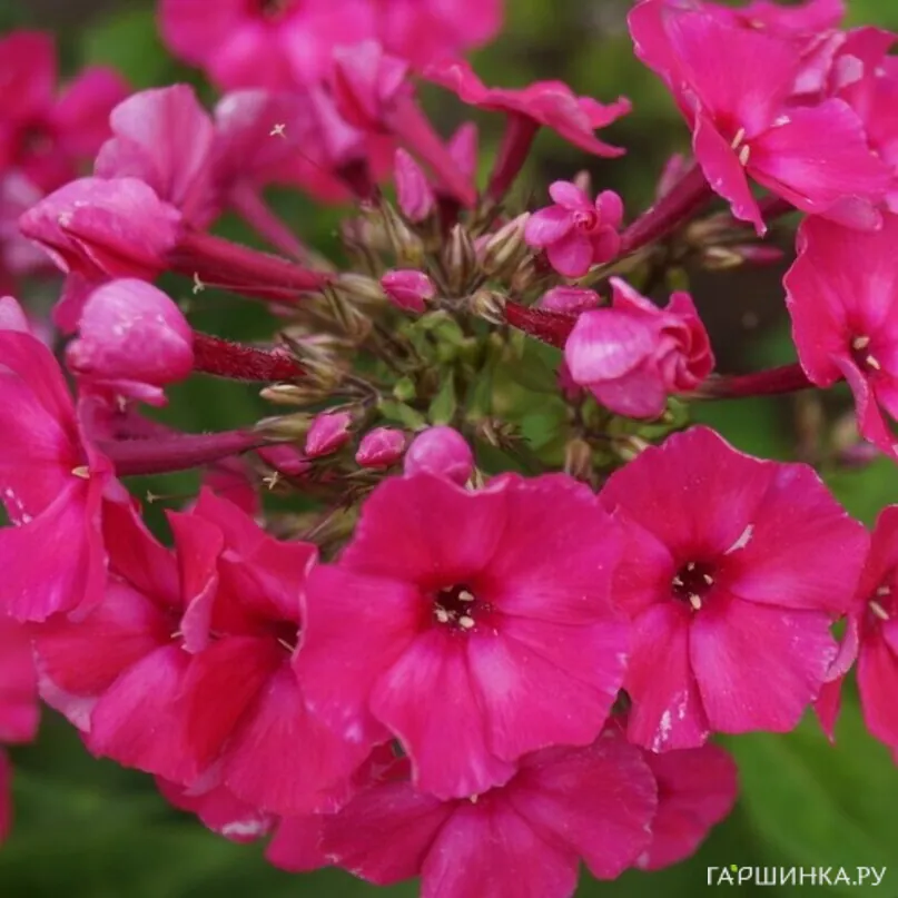 Флокс Нелли