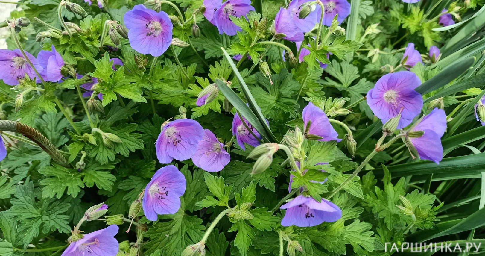 Герань садовая Джонсонс Блу