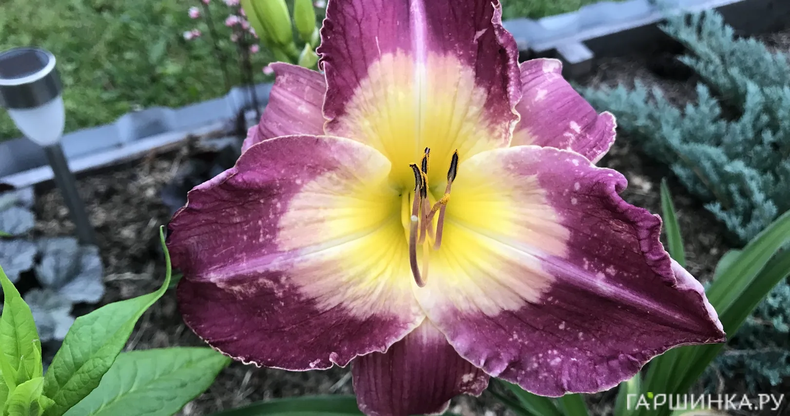 Лилейник Малазиан Монарх