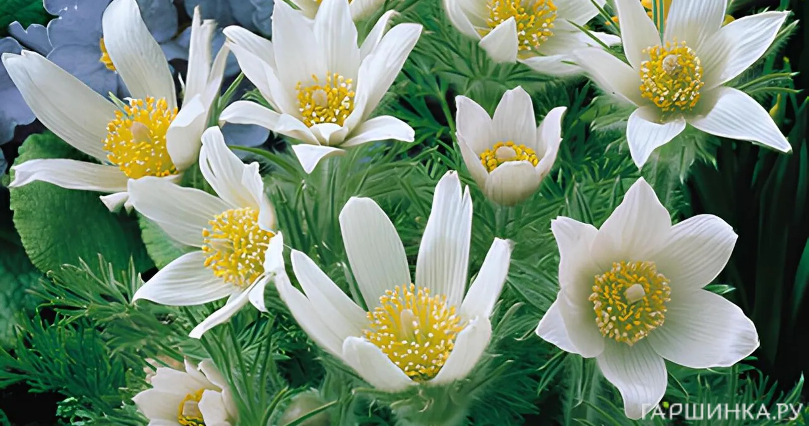 Прострел Альба