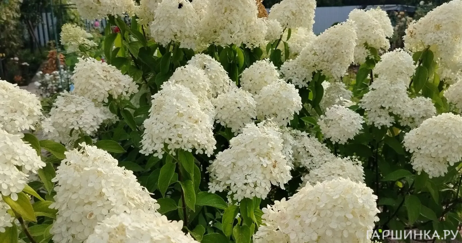 Гортензия Лаймлайт метельчатая