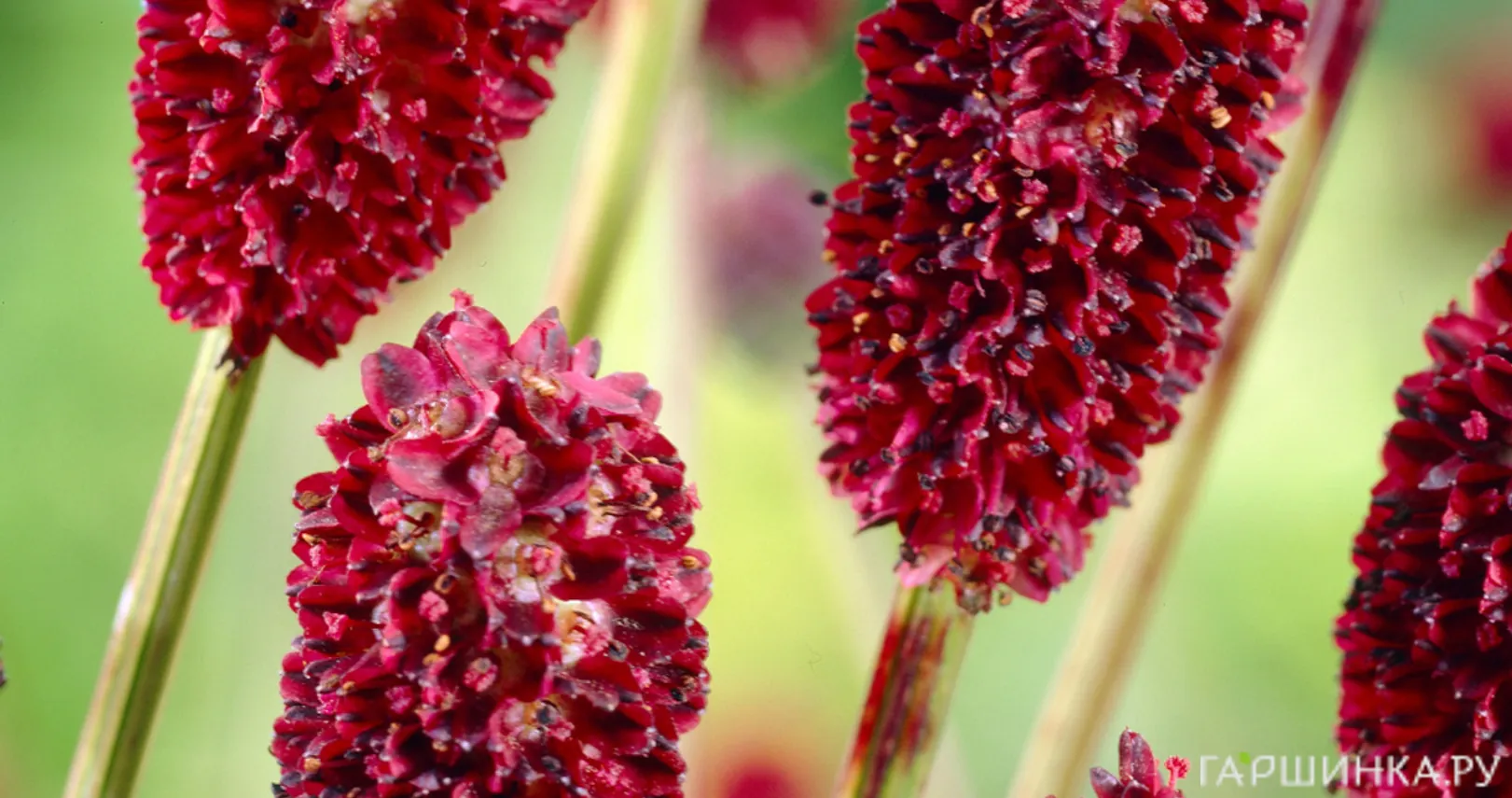 Кровохлебка Tанна