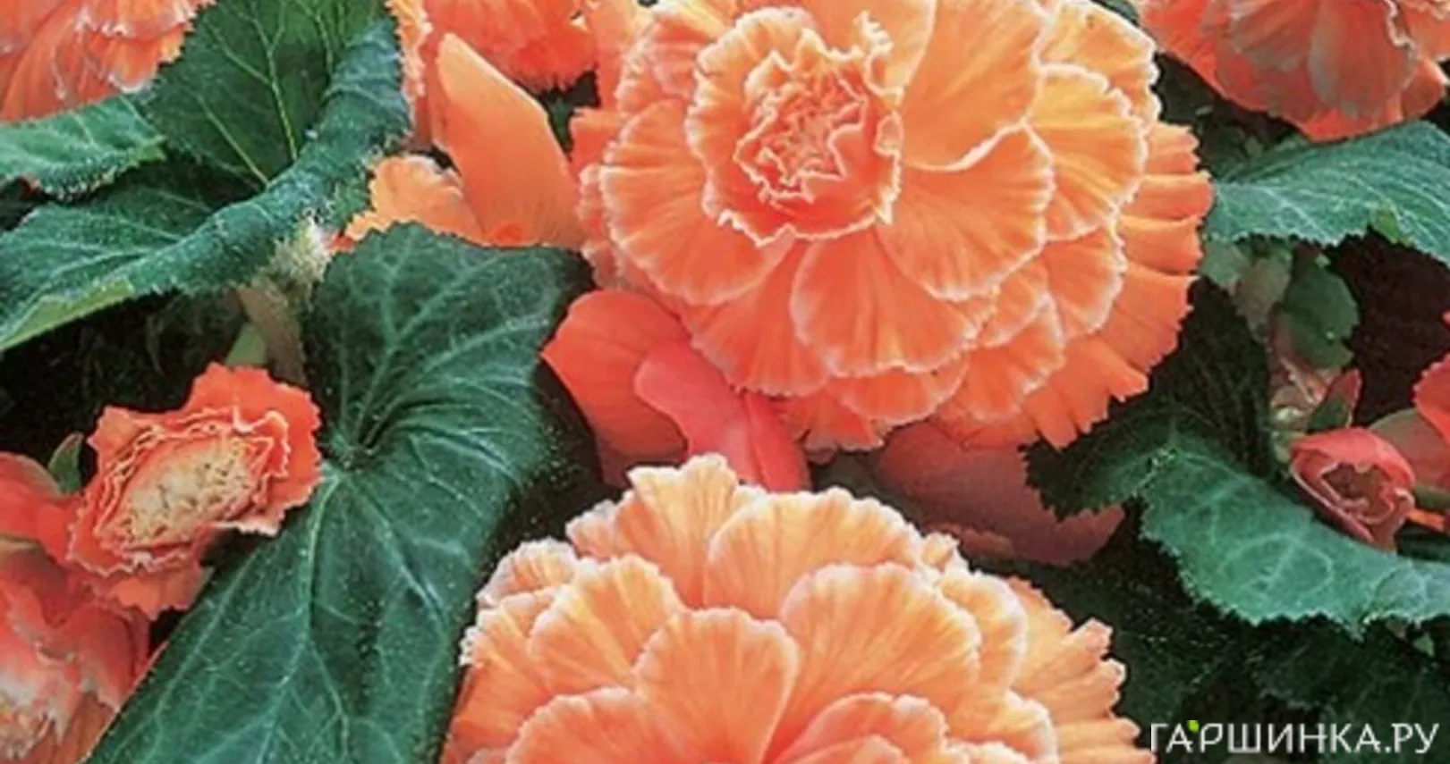 Бегония Пикоти Лейс Оранж 1шт