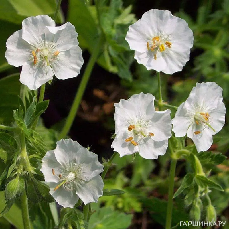 Герань темная Альбум