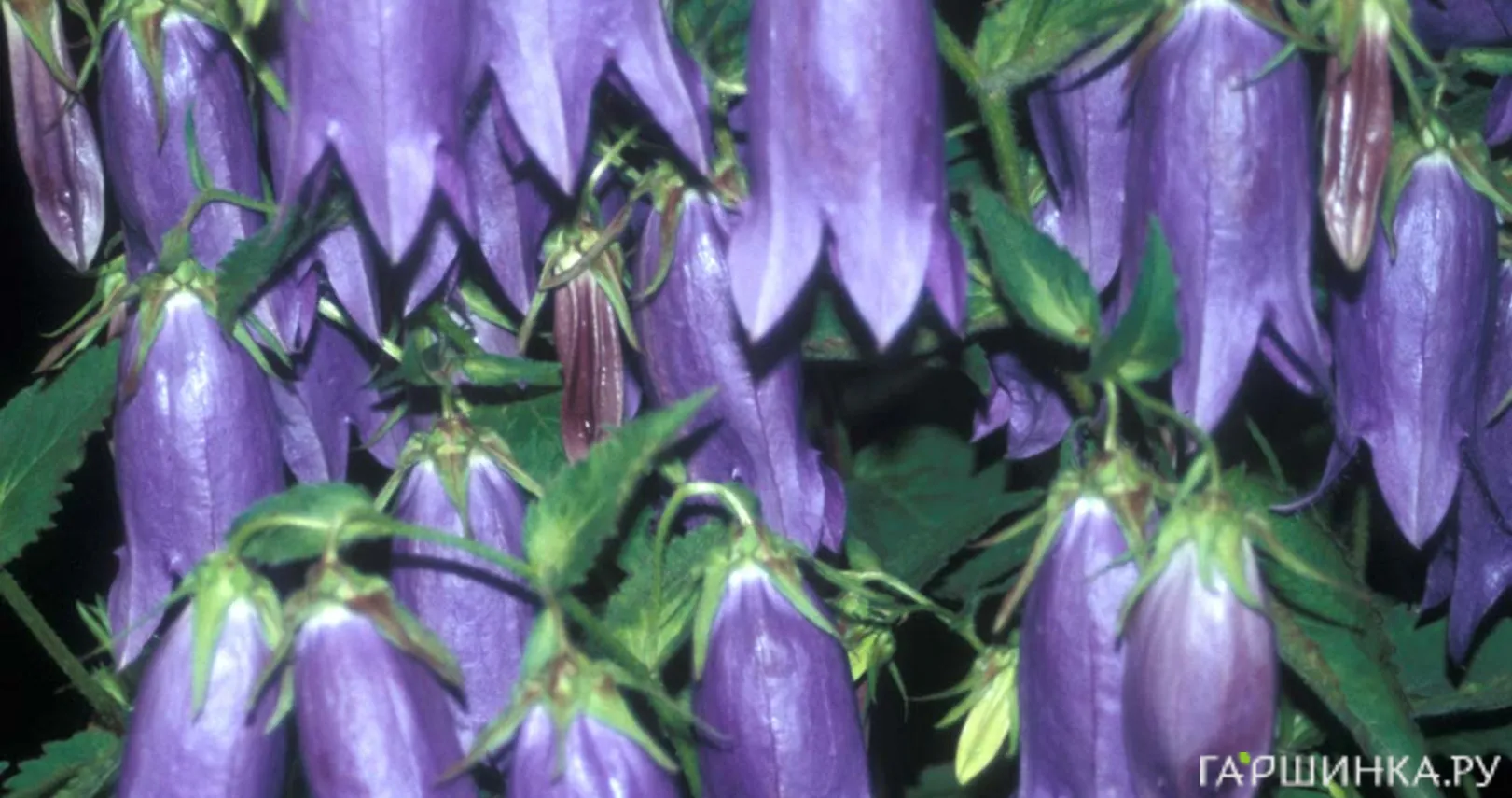 Колокольчик гибридный Сарастро