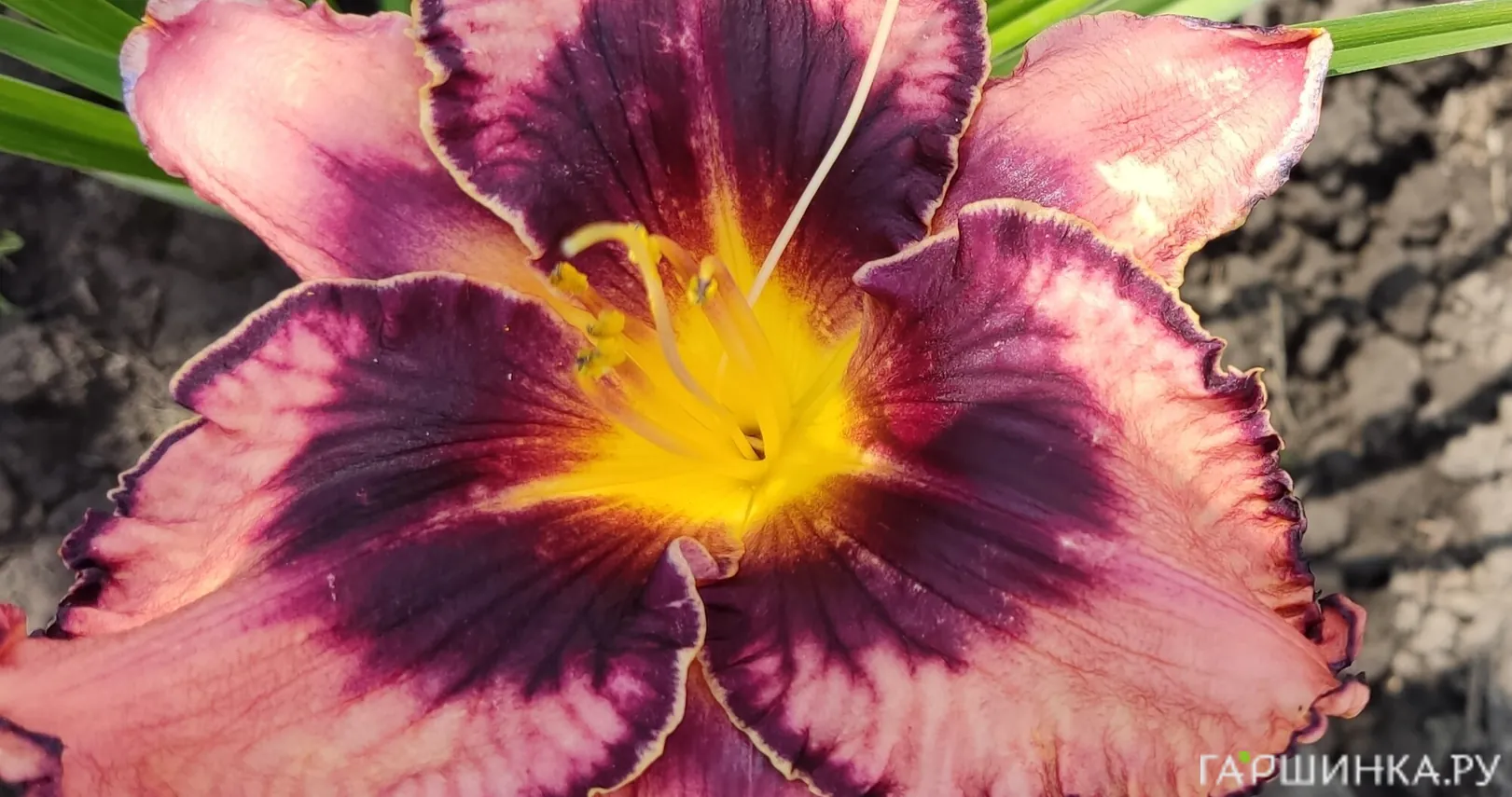 Лилейник Овесом Блоссом