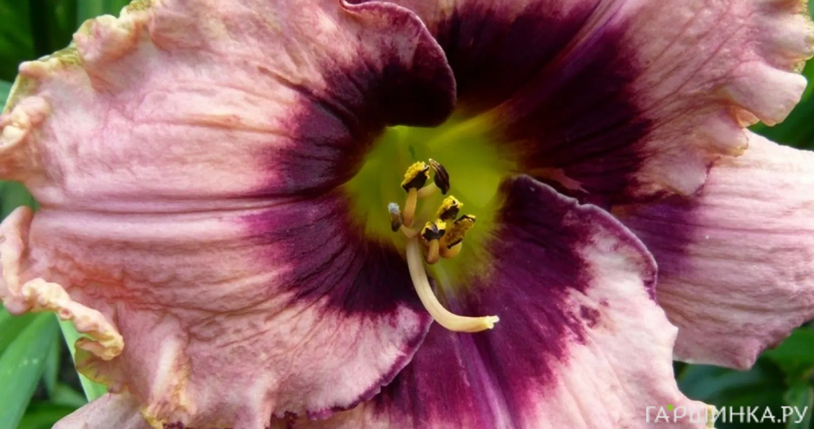 Лилейник Даринг Десепшн