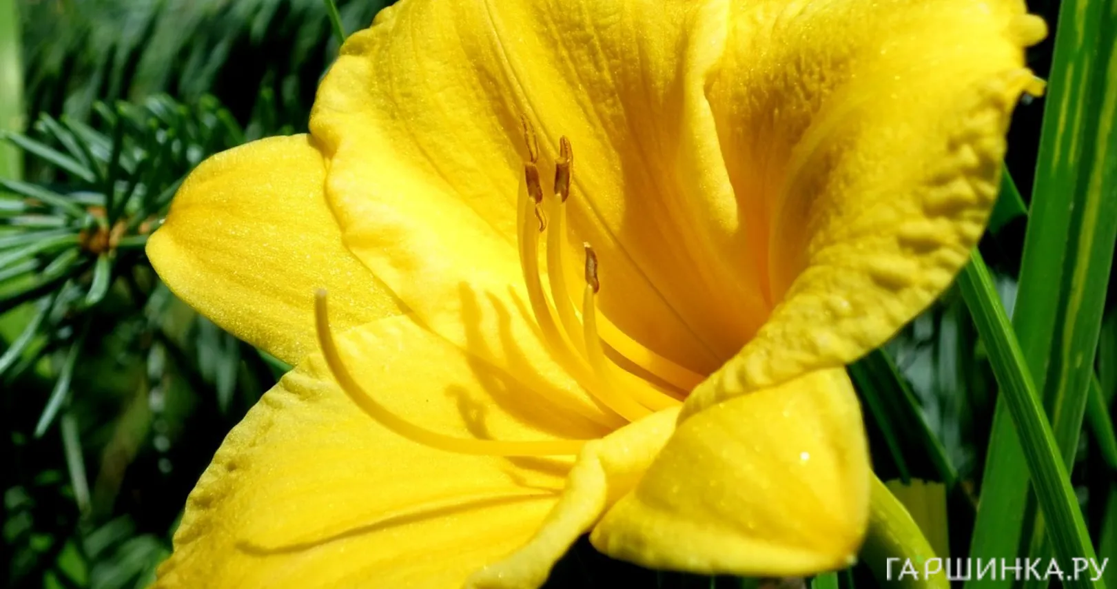 Лилейник Мини Стелла