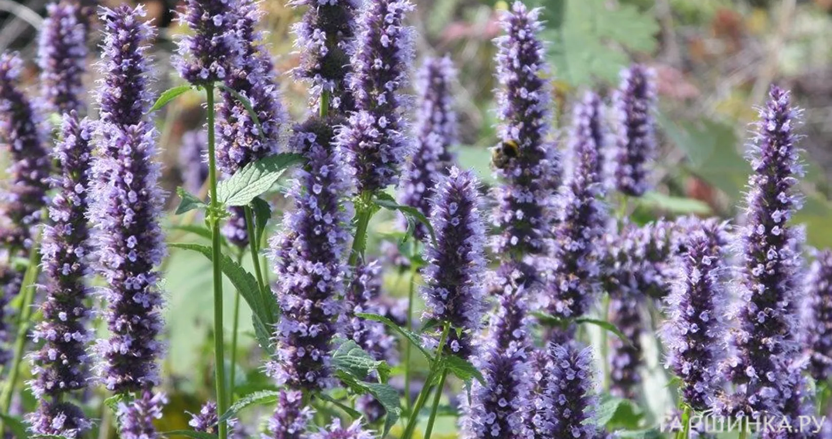 Лофант (Агастахе) Блэк Аддер