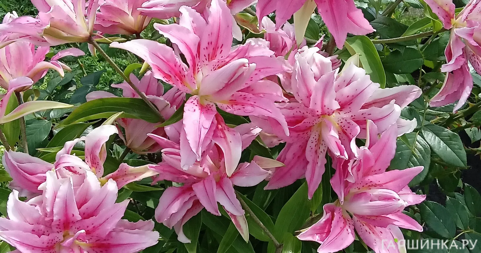 Лилия Брокен Харт восточная махровая