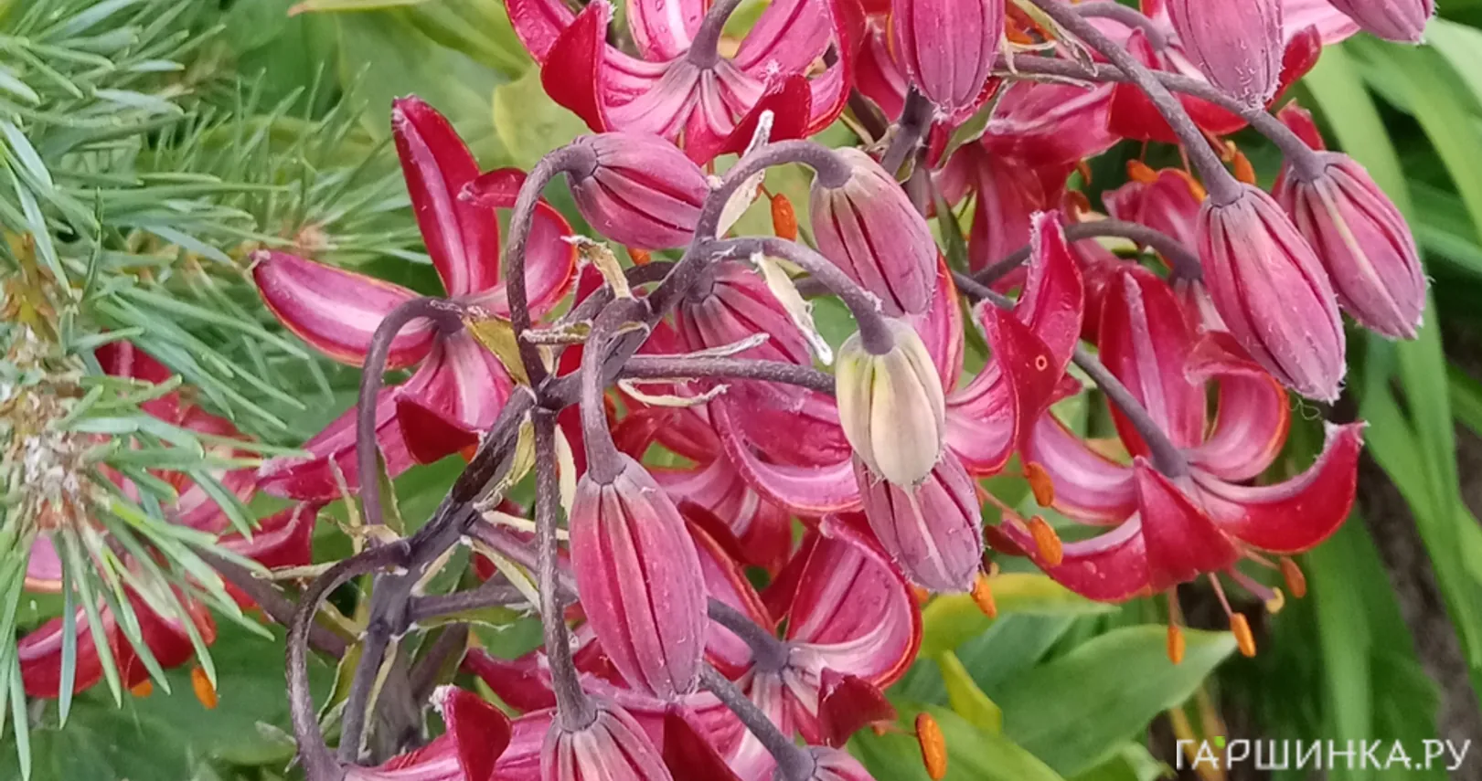 Лилия Клод Шрайд кудреватая 1шт