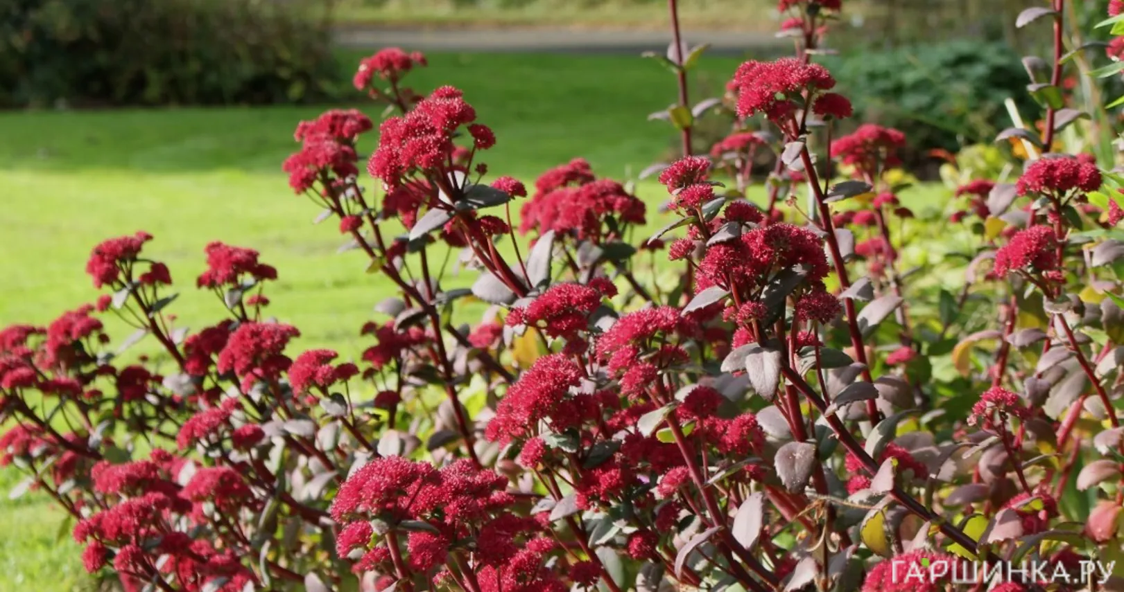 Очиток (седум) Ред Кули